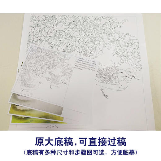 【有步骤、大彩图】李晓明工笔画白描底稿斗方《野鸭凤眼莲》临摹勾线花鸟线稿KB31 商品图1
