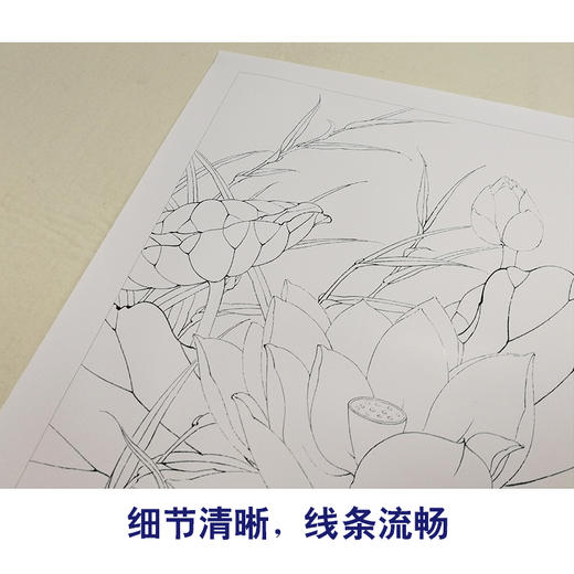 【有步骤、大彩图】李晓明工笔画白描底稿小品《粉荷清幽》荷花临摹勾线花鸟线稿KB19 商品图4