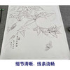 【有步骤、大彩图】李晓明工笔画白描底稿斗方小品《万年芝寿图》寿桃临摹勾线花鸟线稿KB22 商品缩略图4