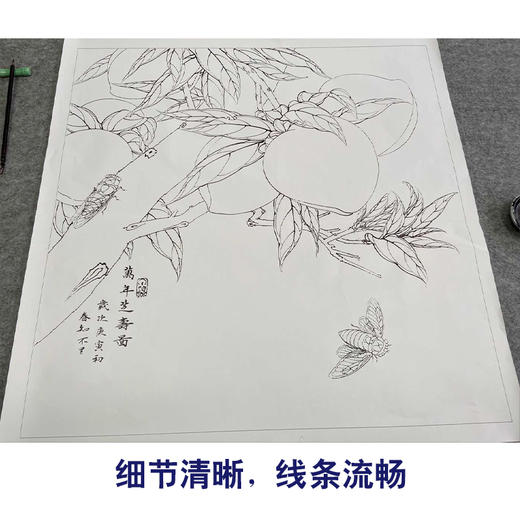 【有步骤、大彩图】李晓明工笔画白描底稿斗方小品《万年芝寿图》寿桃临摹勾线花鸟线稿KB22 商品图4
