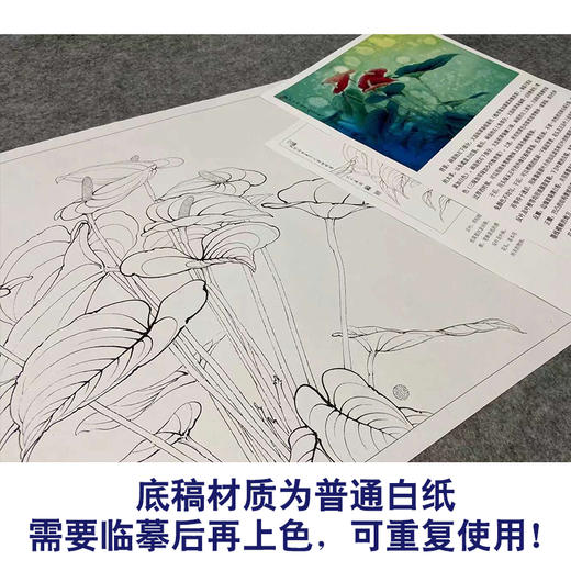 【有步骤、大彩图】李晓明工笔画白描底稿小品《红掌写生图》初学者临摹花鸟线稿KB12 商品图3