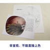 【有步骤、大彩图】李晓明工笔白描底稿小品《螳螂棕榈》初学者临摹花鸟线稿KB36 商品缩略图2