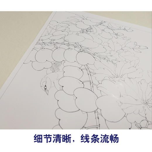 【有步骤、大彩图】李晓明工笔画白描底稿斗方《绣眼紫荆花》初学者高清打印稿KB30 商品图4