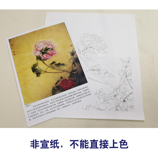 【有步骤、大彩图】李晓明工笔画白描底稿斗方小品《国色双辉》牡丹初学者临摹花鸟线稿KB34 商品图2