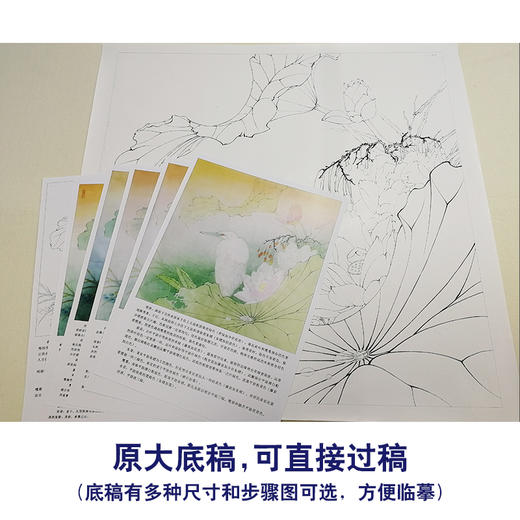 【有步骤、大彩图】李晓明工笔白描底稿斗方《荷花白鹭图》临摹勾线高清打印稿KB14 商品图1
