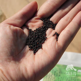 种子·菜心 | 公平贸易 * Choy sum seeds | Fair Trade Items