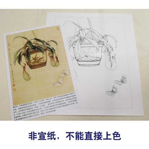 【有步骤、大彩图】李晓明工笔画白描底稿《悟宋系列和风》猪笼草初学者临摹花鸟线稿KB38 商品图2