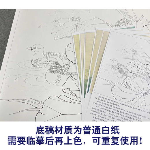 【有步骤、大彩图】李晓明工笔白描底稿斗方小品《鸳鸯荷花图》初学者临摹花鸟线稿KB08 商品图3
