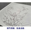 【有步骤、大彩图】李晓明工笔画白描稿小品《卡特兰写真图》兰花临摹勾线花鸟线稿KB02 商品缩略图4
