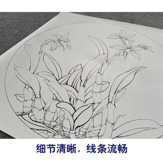 【有步骤、大彩图】李晓明工笔画白描稿小品《卡特兰写真图》兰花临摹勾线花鸟线稿KB02 商品图4