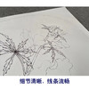 【有步骤、大彩图】李晓明工笔画白描底稿圆形小品《临宋秋葵图》秋葵花初学者临摹花鸟线稿KC07 商品缩略图4