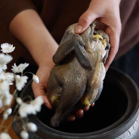 （买1送1）【好鸡汤 五黑出】散养的五黑鸡
