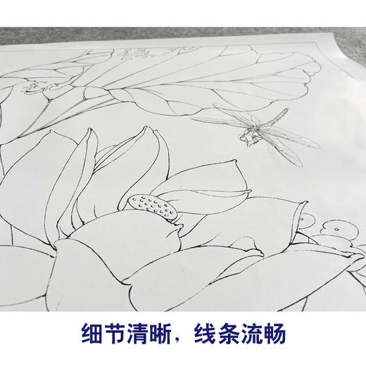【有步骤、大彩图】李晓明工笔画白描稿斗方小品《地涌金莲》荷花初学者临摹勾线花鸟线稿KB10 商品图4