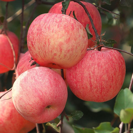 山西临猗冰糖心丑苹果香甜多汁皮薄肉厚甜酸适口现摘现发