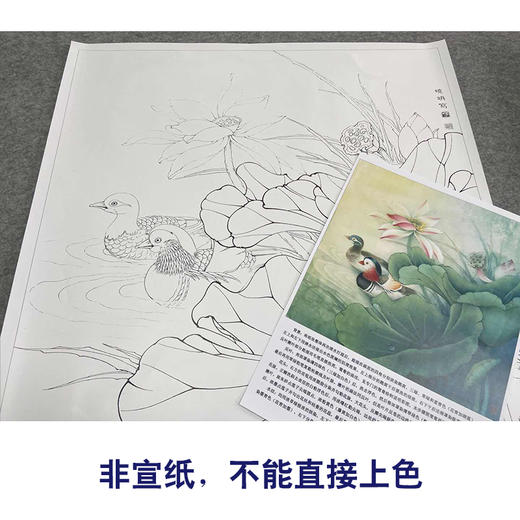 【有步骤、大彩图】李晓明工笔白描底稿斗方小品《鸳鸯荷花图》初学者临摹花鸟线稿KB08 商品图2