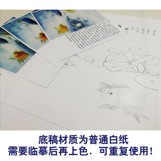 【有步骤、大彩图】李晓明工笔画白描底稿斗方《睡莲金龙鱼》荷花临摹勾线花鸟线稿KB29 商品图3