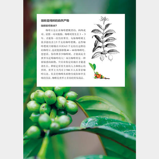 《慢咖啡 两代烘焙师的咖啡笔记》 商品图8