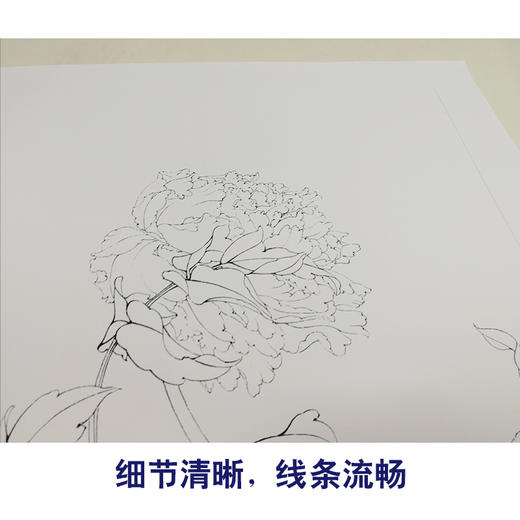 【有步骤、大彩图】李晓明工笔画白描底稿斗方小品《国色双辉》牡丹初学者临摹花鸟线稿KB34 商品图4