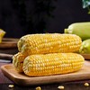 云南高原水果玉米   5/8斤 商品缩略图3