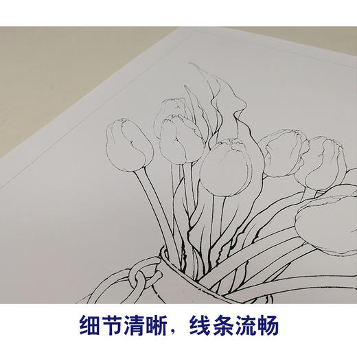 【有步骤、大彩图李晓明工笔画白描底稿《郁金香写真图》 初学者临摹花鸟线稿KB15 商品图4