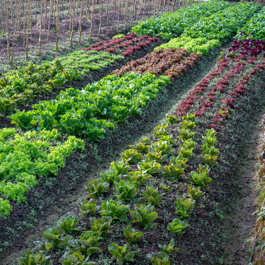 沙拉生菜混合包 商品图1