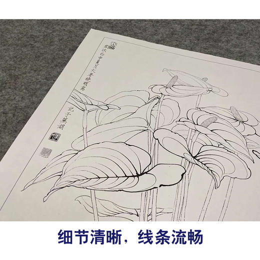 有步骤大彩图李晓明工笔花鸟画白描底稿红掌写生图斗方小品册页kb12