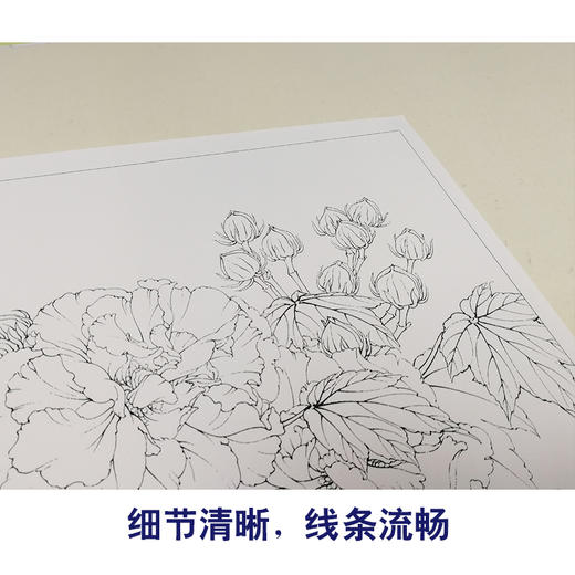 【有步骤、大彩图】李晓明工笔画白描底稿斗方小品《双色芙蓉图》临摹勾线花鸟线稿KB23 商品图4