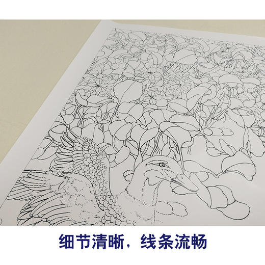 【有步骤、大彩图】李晓明工笔画白描底稿斗方《野鸭凤眼莲》临摹勾线花鸟线稿KB31 商品图4