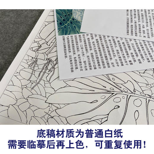 【有步骤、大彩图】李晓明工笔画白描底稿斗方《白鹇龟背竹》初学者高清打印稿KB27 商品图3