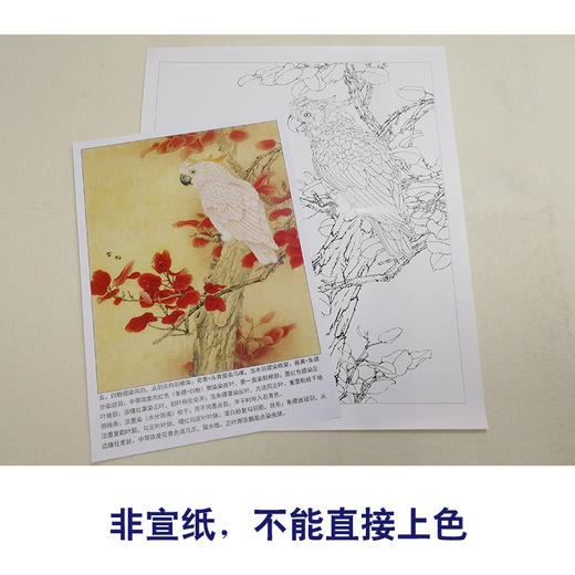 【有步骤、大彩图】李晓明工笔画白描底稿斗方《红叶鹦鹉图》临摹勾线花鸟线稿KB33 商品图2