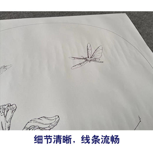 【有步骤、大彩图】李晓明工笔画白描底稿小品《临宋野蔬草虫图》白菜初学者临摹花鸟线稿KC10 商品图4