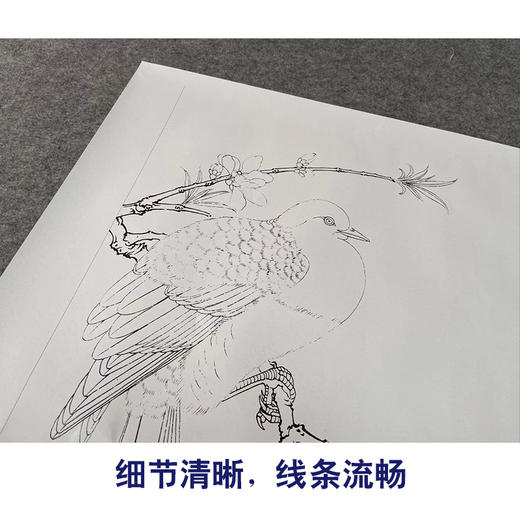 【有步骤、大彩图】李晓明工笔画白描底稿斗方小品《临宋桃鸠图》桃花斑鸠初学者临摹花鸟线稿KC16 商品图4