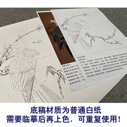 【有步骤、大彩图】李晓明工笔画白描底稿斗方小品《临宋桃鸠图》桃花斑鸠初学者临摹花鸟线稿KC16 商品图3