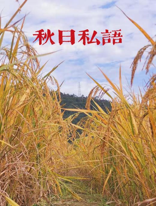 【乡村团建体验】独乐乐不如众乐乐，2天1夜乡村团建体验套餐 商品图4