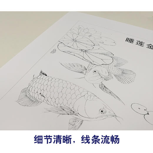 【有步骤、大彩图】李晓明工笔画白描底稿斗方《睡莲金龙鱼》荷花临摹勾线花鸟线稿KB29 商品图4