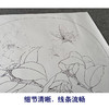 【有步骤、大彩图】李晓明工笔画白描底稿圆形小品《茶花蝴蝶图》初学者临摹花鸟线稿KC01 商品缩略图4