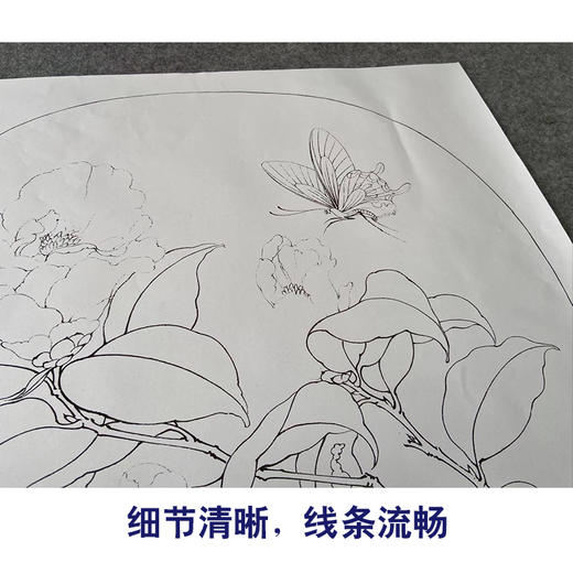 【有步骤、大彩图】李晓明工笔画白描底稿圆形小品《茶花蝴蝶图》初学者临摹花鸟线稿KC01 商品图4