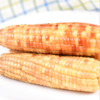 云南西双版纳香糯小玉米、鲜香软嫩，营养健康 商品缩略图4