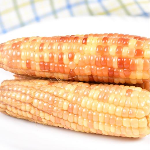 云南西双版纳香糯小玉米、鲜香软嫩，营养健康 商品图4