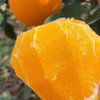 正宗赣南脐橙江西赣州橙子新鲜10斤装产地直发整箱当季水果（零下15度地区选择加保温袋） 商品缩略图3