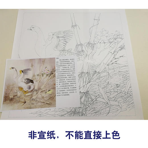 【有步骤、大彩图】李晓明工笔白描底稿斗方《竹林冬景》大鹅临摹勾线花鸟线稿KB32 商品图2