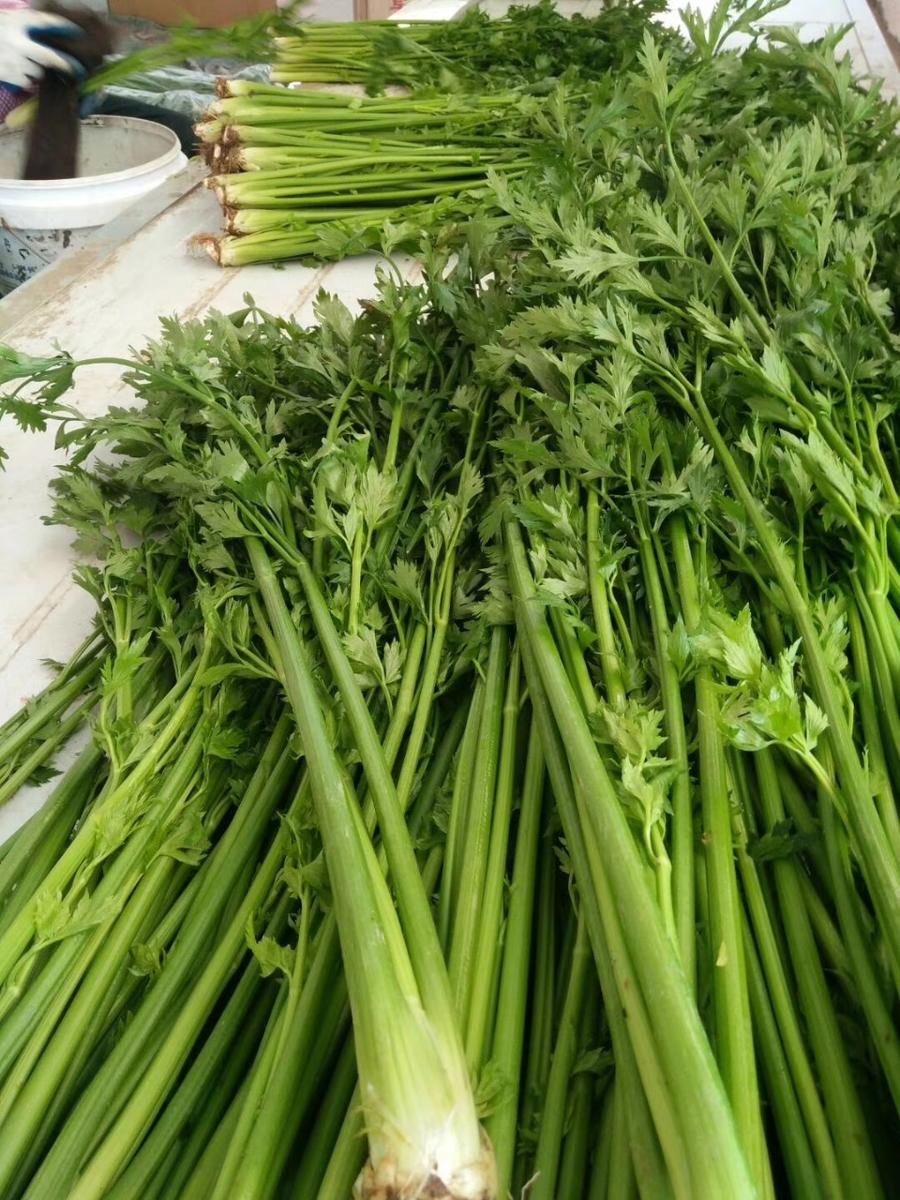 新鲜章丘鲍芹3斤脆甜无丝山东特产芹菜芽芯产地直发包邮