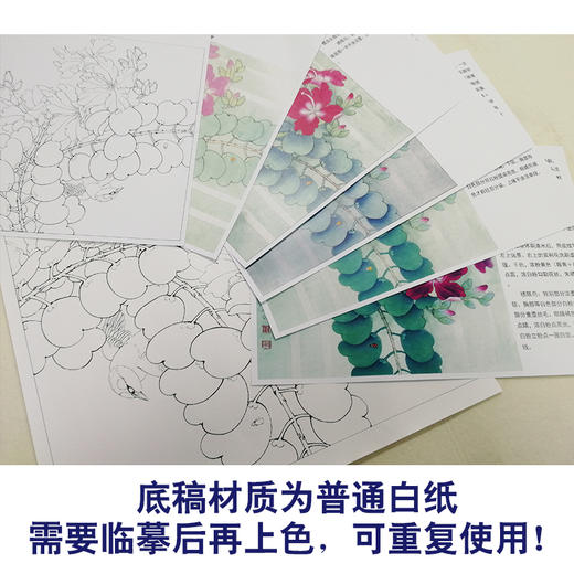【有步骤、大彩图】李晓明工笔画白描底稿斗方《绣眼紫荆花》初学者高清打印稿KB30 商品图3