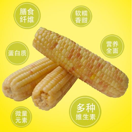 甄源|云南西双版纳花糯小玉米2/3/5斤每斤2-3根糯香玉米 商品图8