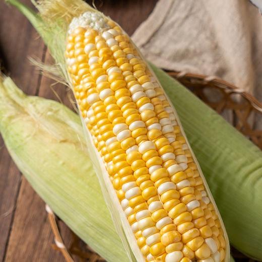 云南高原水果玉米   5/8斤 商品图1