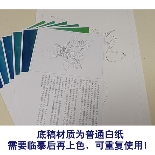 【有步骤、大彩图李晓明工笔画白描底稿《郁金香写真图》 初学者临摹花鸟线稿KB15 商品图3