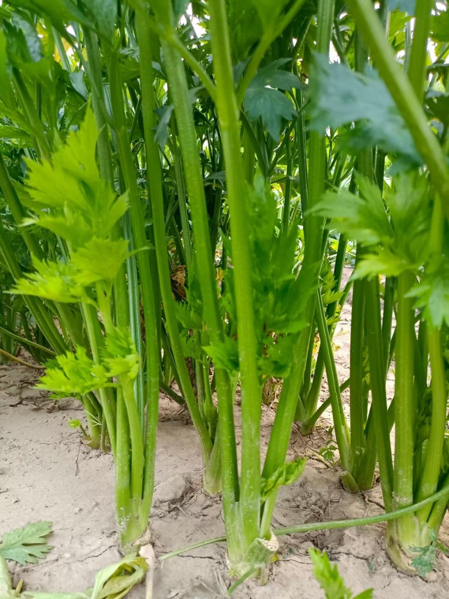 新鲜章丘鲍芹3斤脆甜无丝山东特产芹菜芽芯产地直发包邮