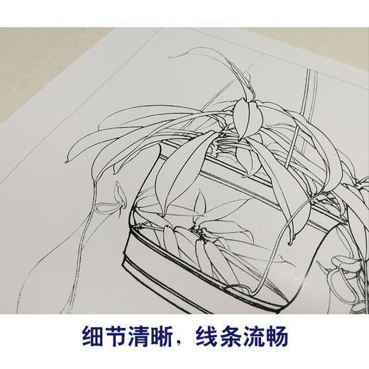 【有步骤、大彩图】李晓明工笔画白描底稿《悟宋系列和风》猪笼草初学者临摹花鸟线稿KB38 商品图4