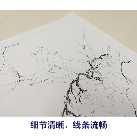 【有步骤、大彩图】李晓明工笔白描底稿斗方《荷花白鹭图》临摹勾线高清打印稿KB14 商品图4