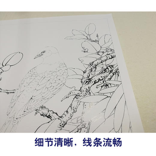 有步骤大彩图李晓明竖幅工笔花鸟画白描底稿红叶白斑鸠多种白描尺寸可